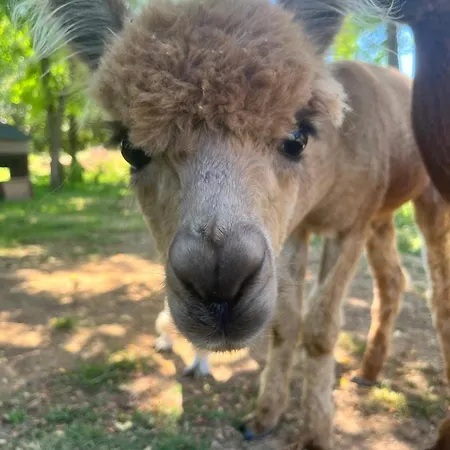 Hébergement de vacances La Borie *