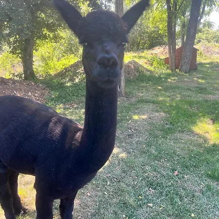 La Borie Hébergement de vacances